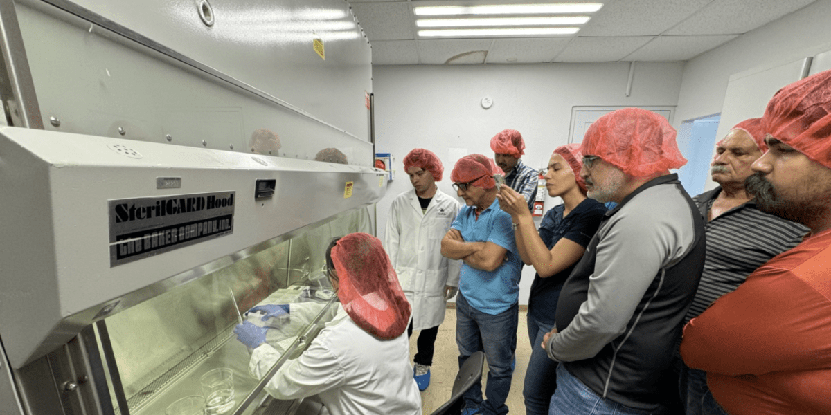 RUM lidera iniciativa para mejorar la producción de ñame en Puerto Rico ...