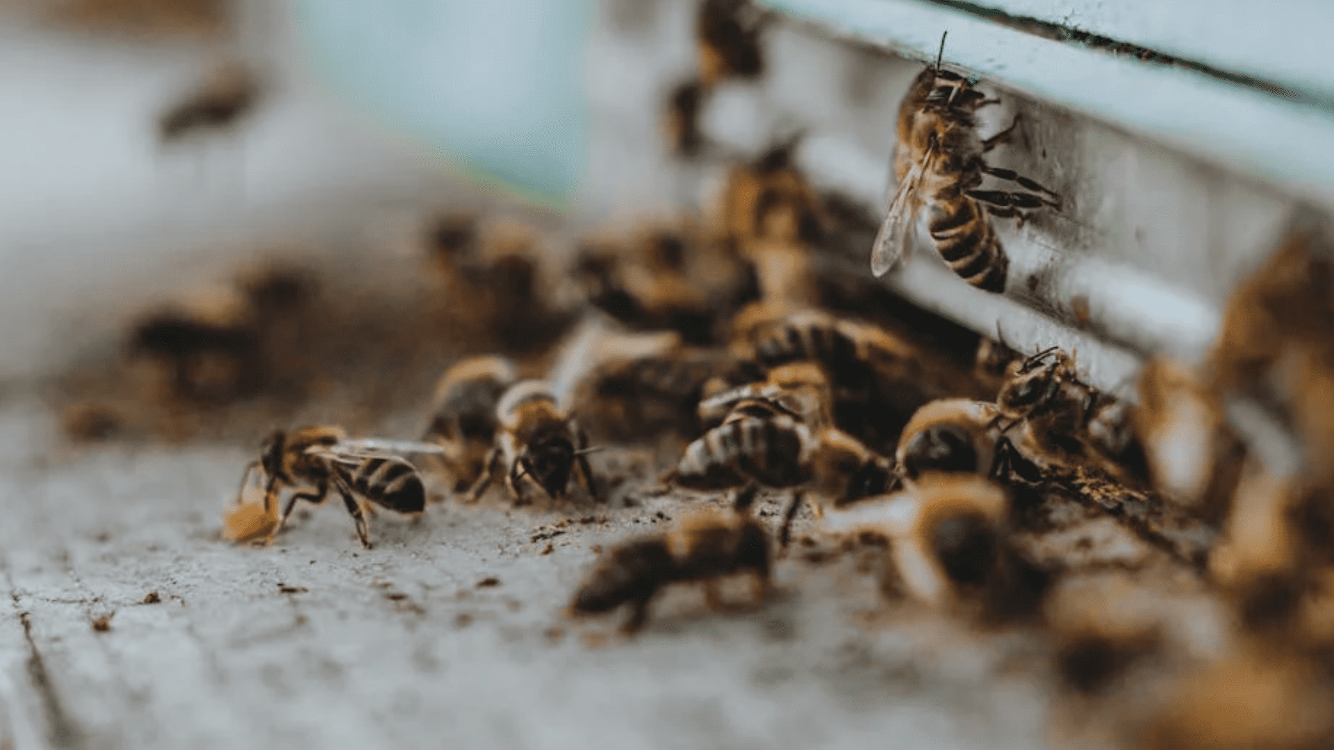 Colmena de abejas ataca a octogenario causándole la muerte en Mayagüez ...