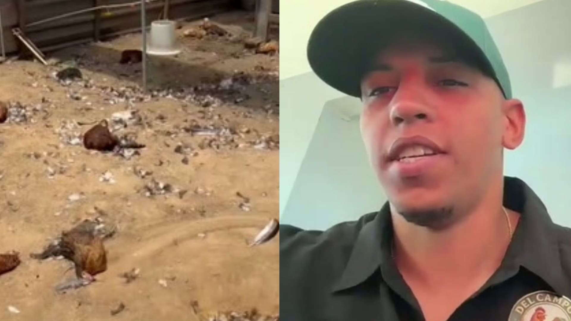 Imagen de la cobertura de: Avicultor de Hatillo pondrá en pausa su negocio tras la muerte de 400 gallinas