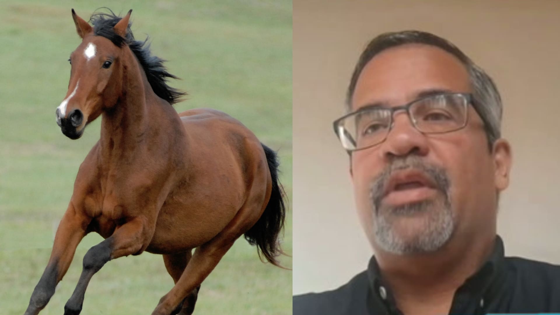 Imagen del artículo de Univision / TeleOnce: Vega Baja impulsa iniciativa para retirar caballos realengos de las carreteras