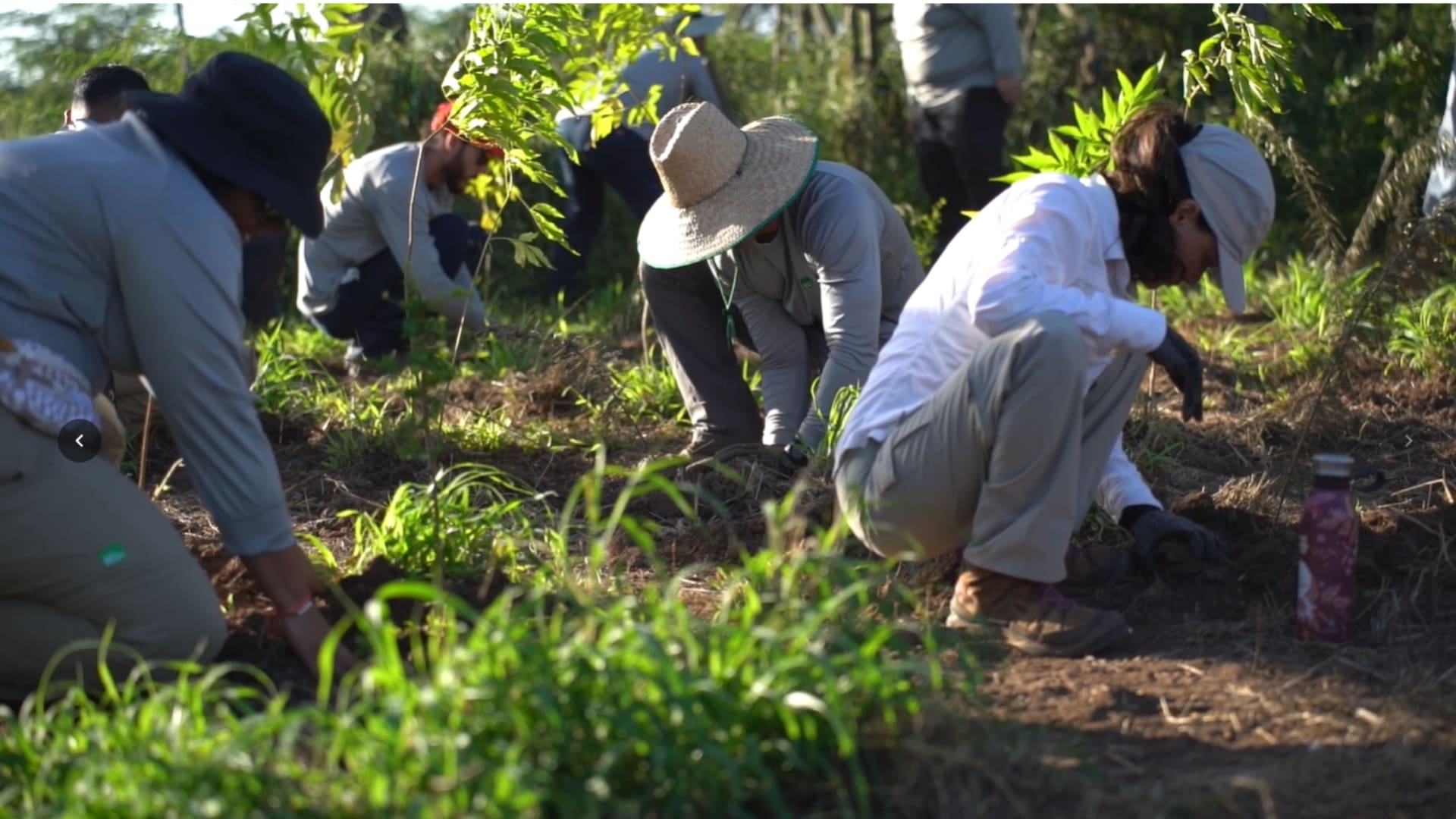 Imagen del artículo de Univision / TeleOnce: Para la Naturaleza reparte árboles gratis como parte de La Siembra 2026